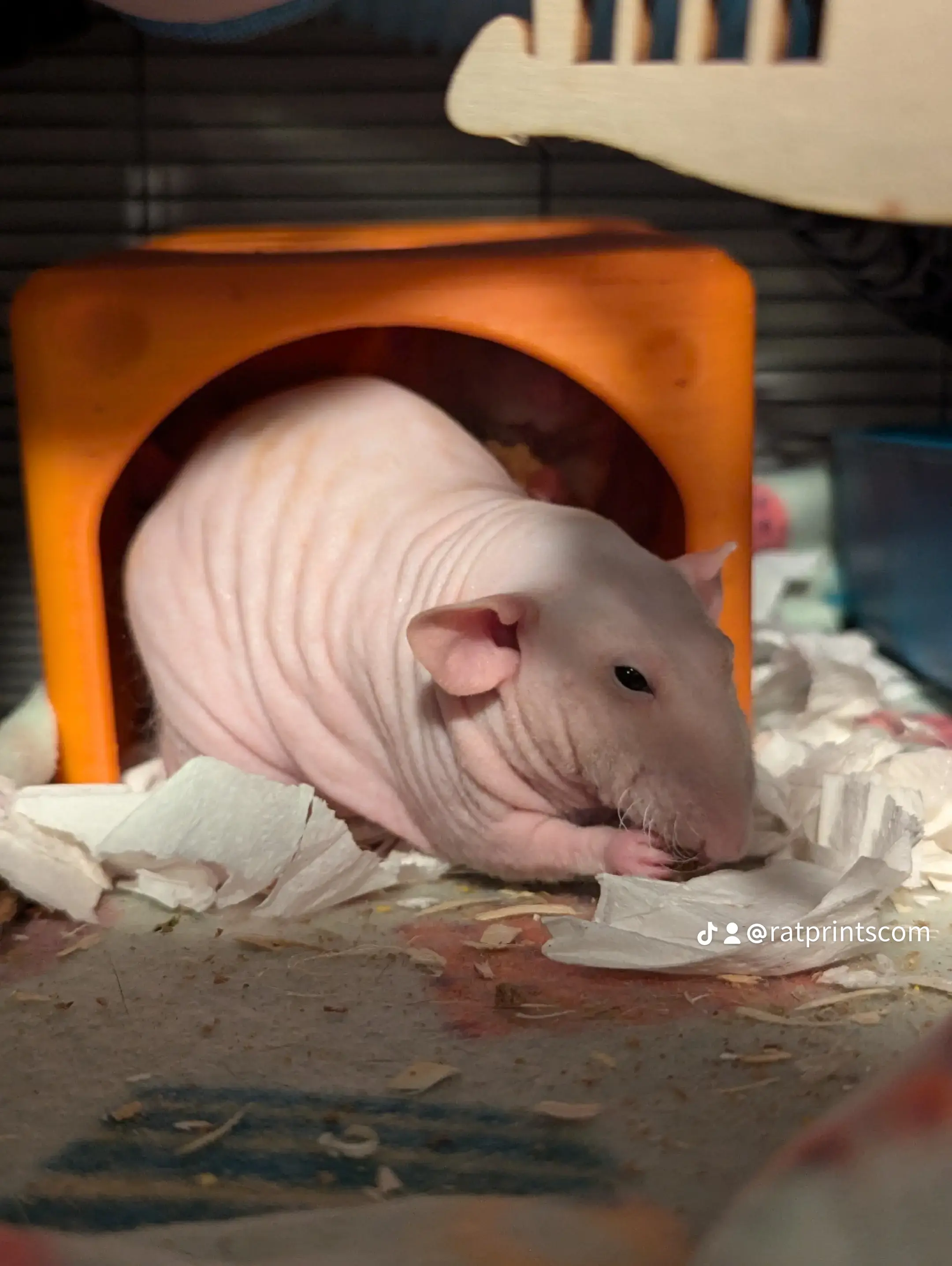 M Rats About Us | RatPrints