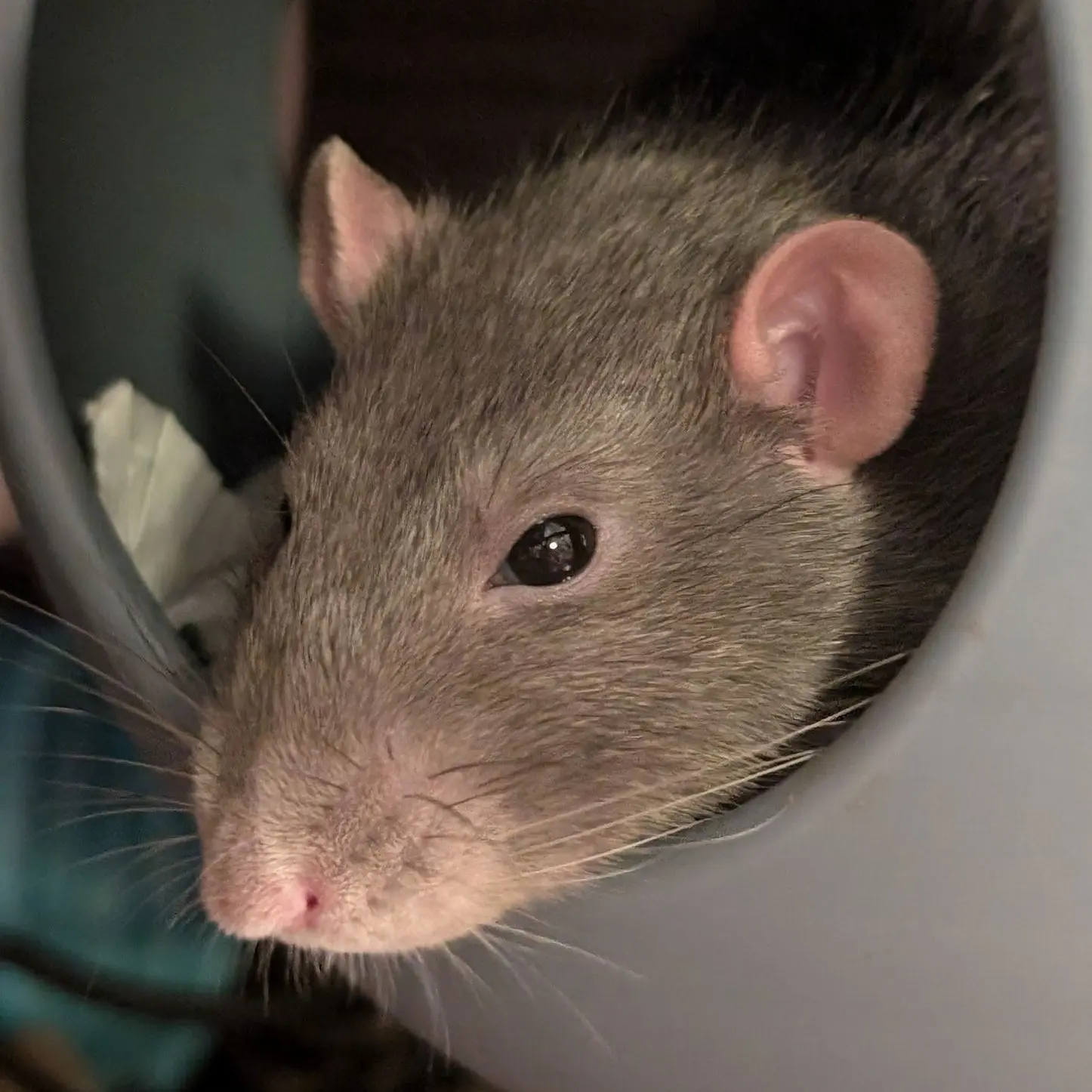 About Us | RatPrints