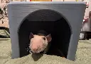 RatCave1 copy.webp