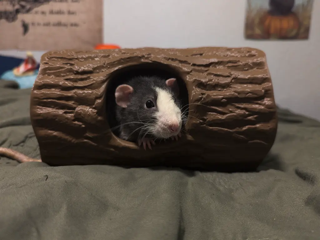 The Lounging Log